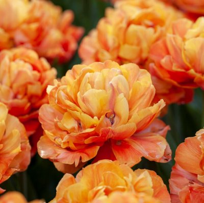 Tulpan Dubbel Tidig Tulipa Valdivia 7st