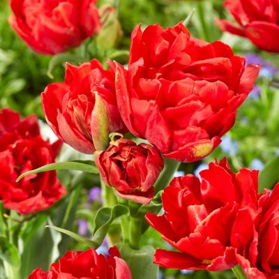 Tulpan Dubbel Tidig Tulipa Viking 7st