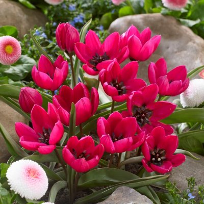 Violtulpan Tulipa humilis Violacea Black Base 10st