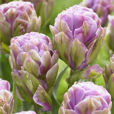 Tulpan Dubbel Sen Tulipa Violet Pranaa 7st
