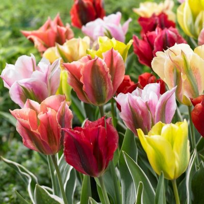 Grönbandad Tulpan Tulipa viridiflora Blandade Färger 10st