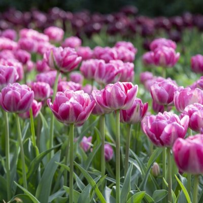 Tulpan Dubbel Sen Tulipa Vogue 7st