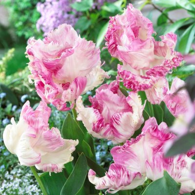 Tulpan Papegoj Tulipa Weber´s Parrot 7st