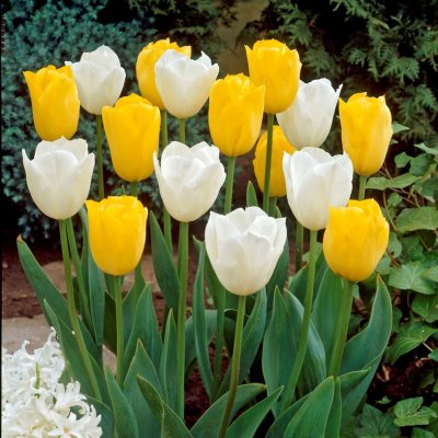 Tulpan Triumf Tulipa Early Sunshine Mix 10st