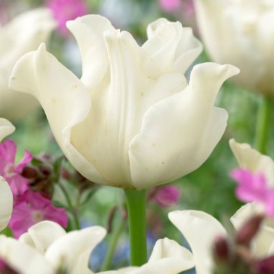 Tulpan Triumf Tulipa White Liberstar 7st