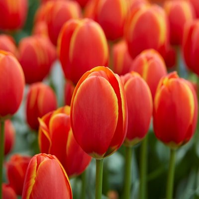 Tulpan Darwin Tulipa World´s Favourite 10st