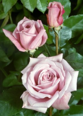 Rosa tehybrid Twice in a Blue Moon, Tehybridros