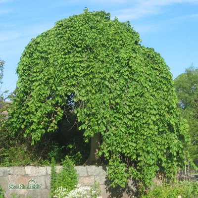 Ulmus glabra Camperdownii, Hängalm, högstam 8-10 co