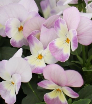 Viola cornuta Unique Soft Pink
