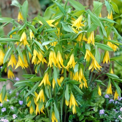 Uvularia grandiflora, Guldrams