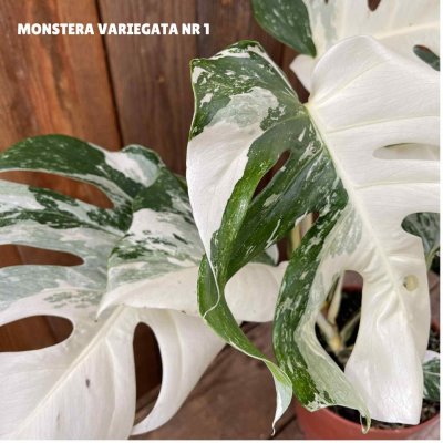 Monstera deliciosa Variegata