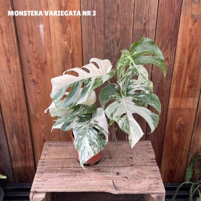 Monstera deliciosa Variegata