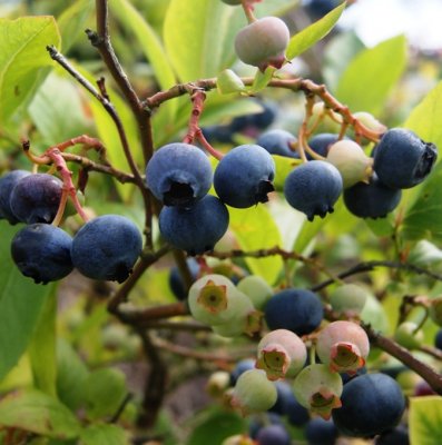 Vaccinium angustifolium Aino ®, Hybridblåbär, C2