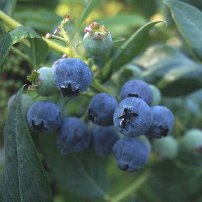 Vaccinium angustifolium Emil ®, Hybrid Blåbär, C5