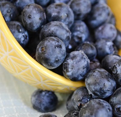 Vaccinium angustifolium Putte ®, Hybrid Blåbär, C2