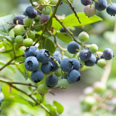 Vaccinium corymbosum Bluejay, Amerikanskt Blåbär