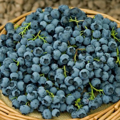 Vaccinium corymbosum Bluetta