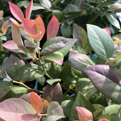 Vaccinium corymbosum BrazelBerry ® Pink Breeze ®, Blåbär/Krukblåbär, 25-30 C4,5