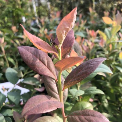 Vaccinium corymbosum BrazelBerry ® Pink Breeze ®, Blåbär/Krukblåbär, 25-30 C4,5