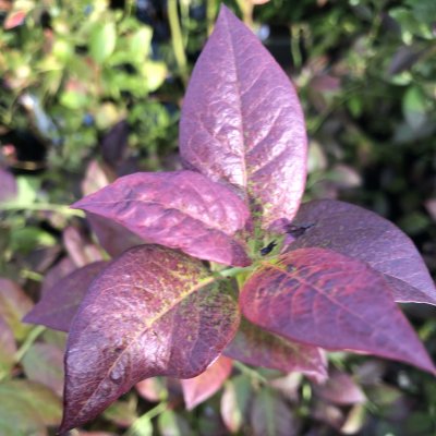 Vaccinium corymbosum Cabernet Splash, Amerikanskt Blåbär