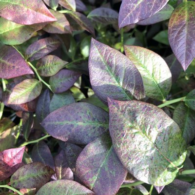 Vaccinium corymbosum Cabernet Splash, Amerikanskt Blåbär