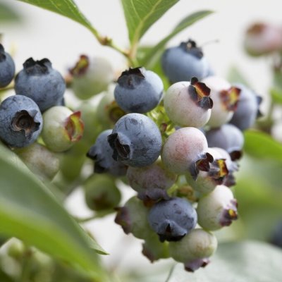 Vaccinium corymbosum Chandler