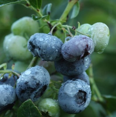 Vaccinium corymbosum Darrow, Amerikansk Blåbär