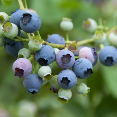 Vaccinium corymbosum Denise Blue, Amerikanskt Blåbär