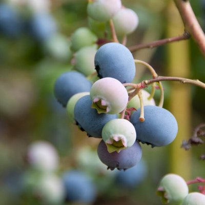 Vaccinium corymbosum Earliblue