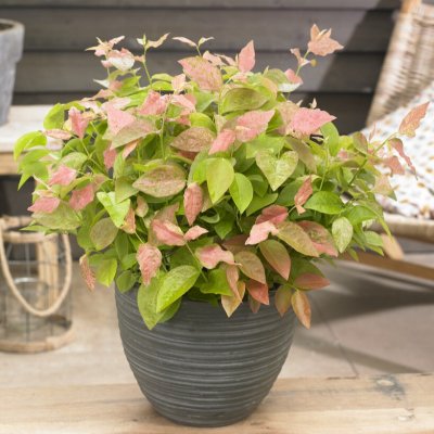 Vaccinium corymbosum Flamingo ®