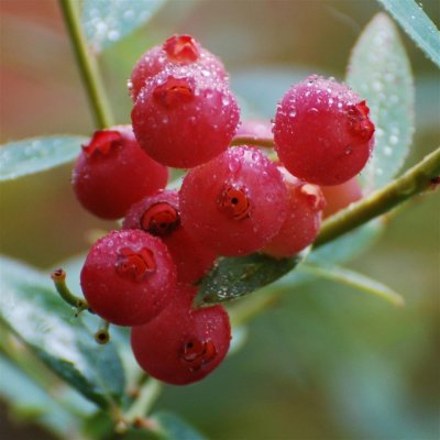Vaccinium corymbosum Pink Lemonade, Amerikansk Blåbär, 35-40 C3