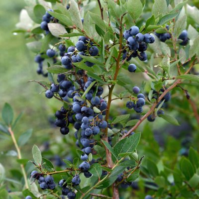 Vaccinium corymbosum Hortblue Petite ®, Amerikansk Blåbär