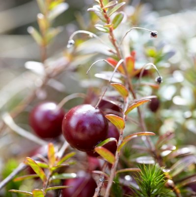 Vaccinium macrocarpon Pilgrim, Amerikansk Tranbär, C2