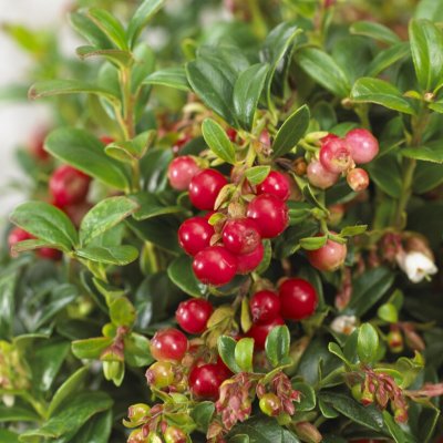 Vaccinium vitis idaea Miss Cherry ®, Lingon