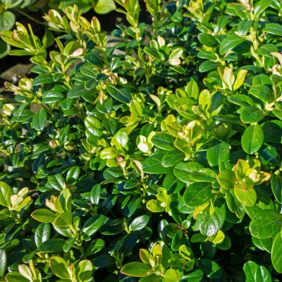 Vaccinium vitis idaea Red Pearl, Lingon, co
