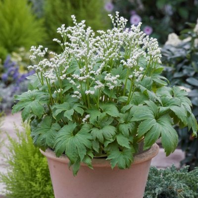 Mukdenia rossii Karasuba ® (Crimson Fans), Lönnbräcka, P11cm