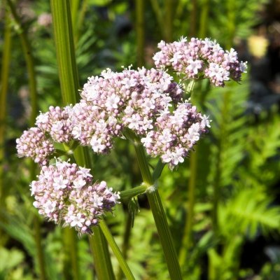 Valeriana officinalis, Vänderot, SQ1