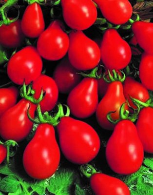 Växthustomat, Stickling, Red Pearshaped
