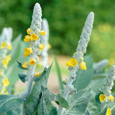 Verbascum bombyciferum, Silverkungsljus