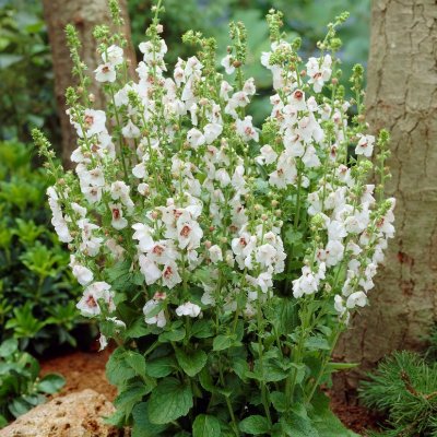 Verbascum chaixii Album, Franskt Kungsljus