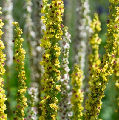 Verbascum chaixii Sixteen Candles, Franskt Kungsljus, P9cm