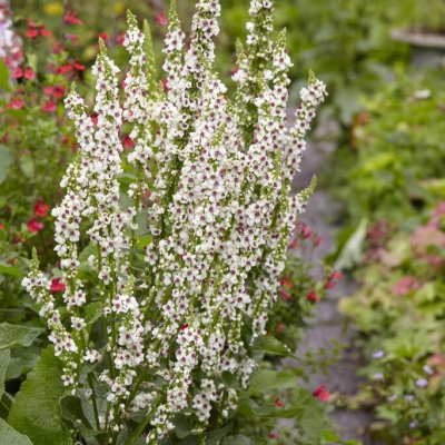 Verbascum chaixii Wedding Candles, Franskt Kungsljus