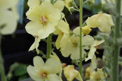 Verbascum hybr. Gainsborough, Trädgårdskungsljus, P9cm