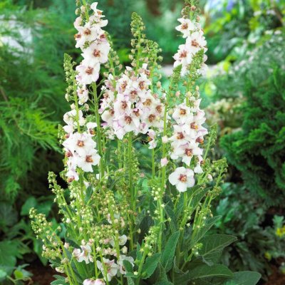 Verbascum hybr. Jackie in Spots, Trädgårdskungsljus