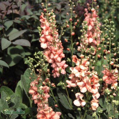 Verbascum hybr. Jackie, Trädgårdskungsljus, P9cm