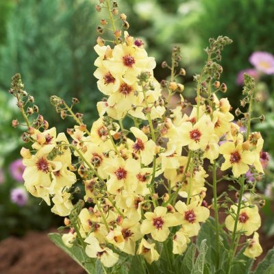 Verbascum hybr. Jackie in Yellow, Trädgårdskungsljus, P9cm
