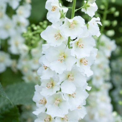 Verbascum phoeniceum Chantilly, Violkungsljus, P9cm