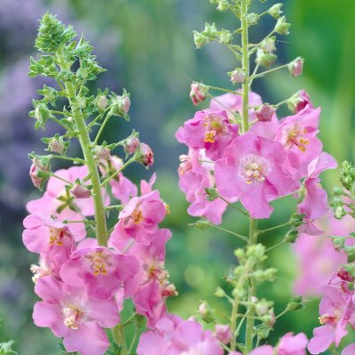 Verbascum phoeniceum Rosetta, Violkungsljus, P9cm