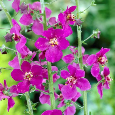 Verbascum phoeniceum Violetta, Violkungsljus