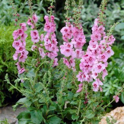 Verbascum hybr. Pink Domino, Trädgårdskungsljus, P9cm
